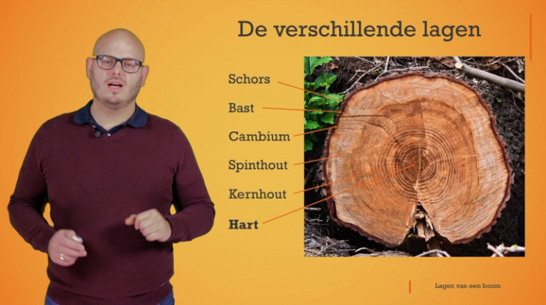 Astrolabium Verhuizer amateur secundair onderwijs: De verschillende lagen van een boom | Wezooz Academy